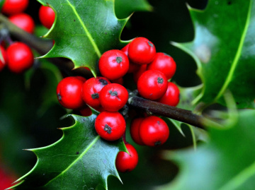 BEEREN