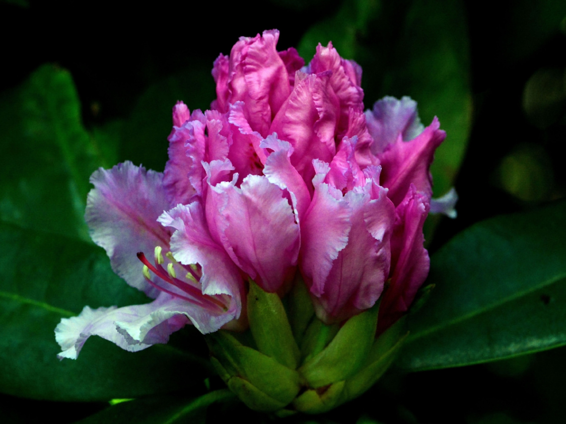 RHODODENDRON