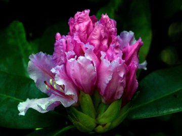 RHODODENDRON