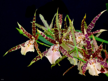 Brassia Shelob Tolkien