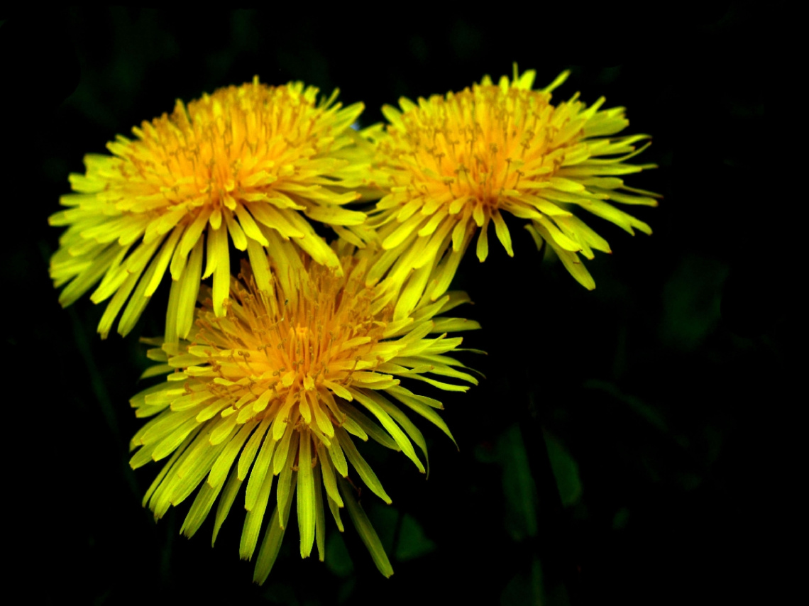 BLÜTEN