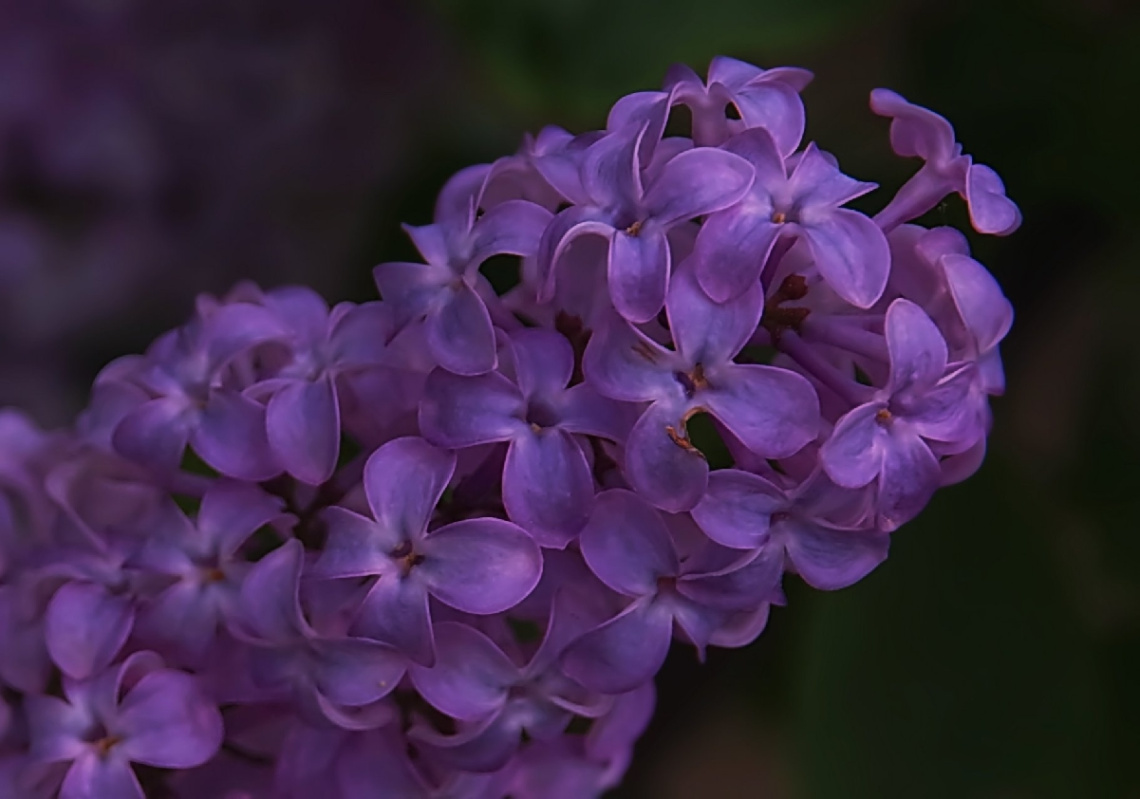 Close-up