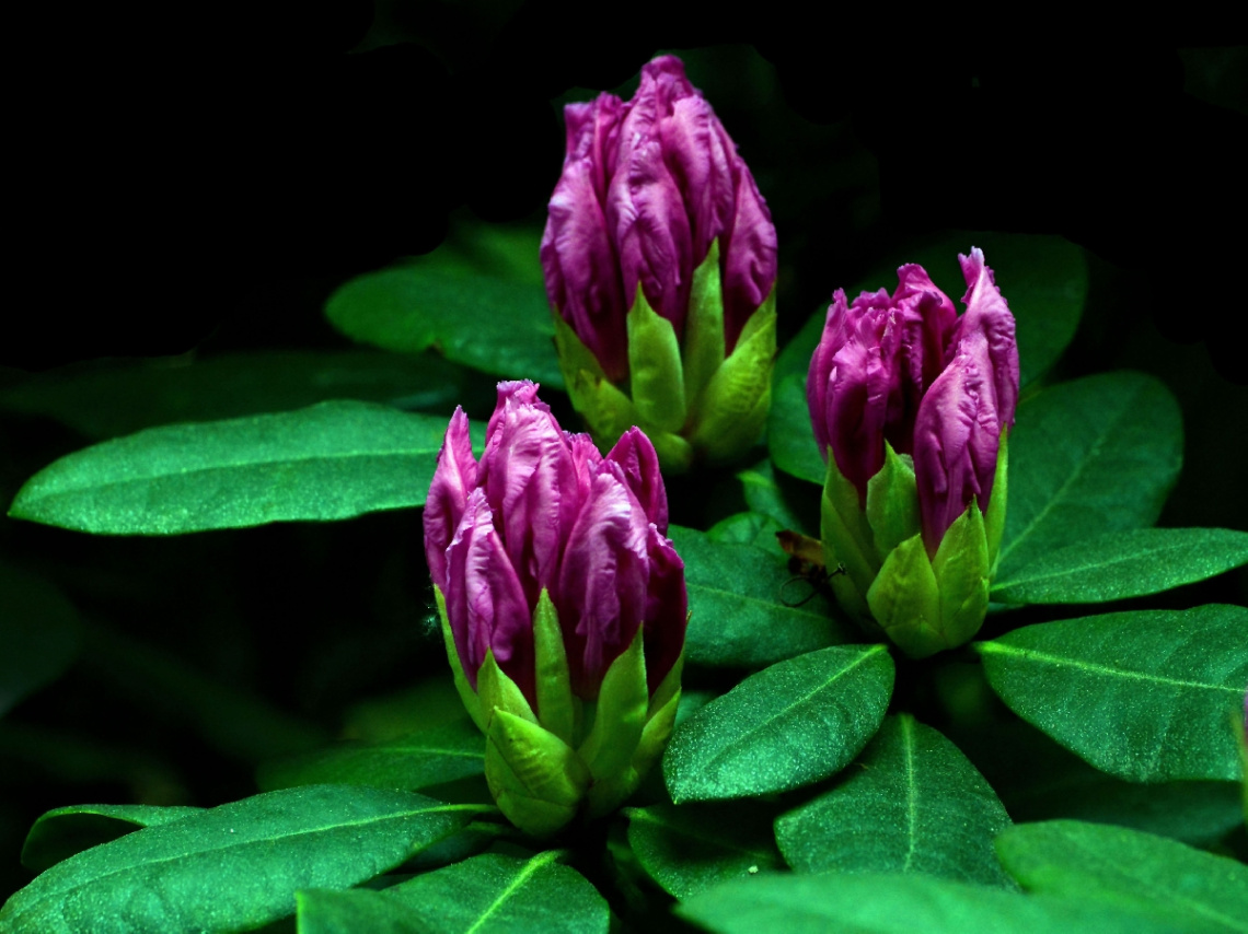 RHODODENDRON