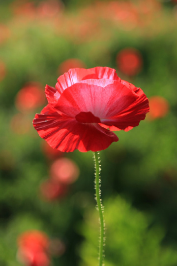 Poppy