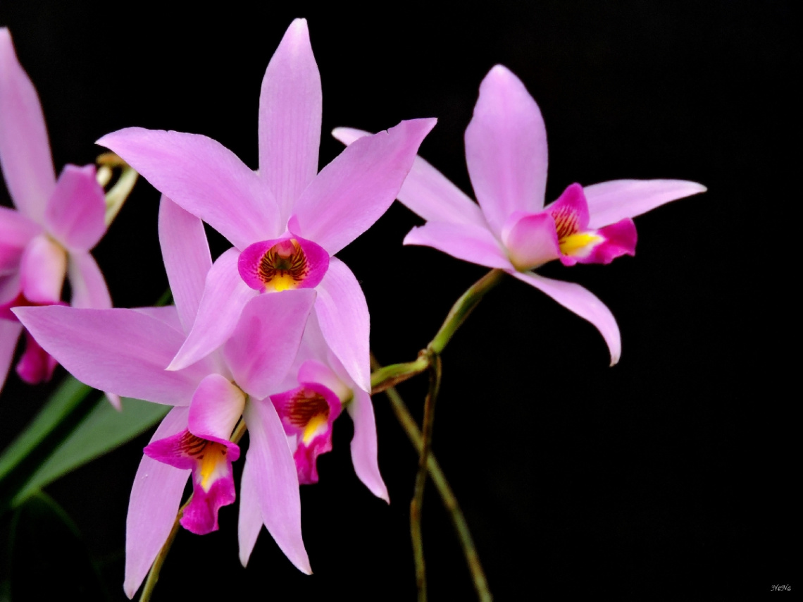 Orchids 