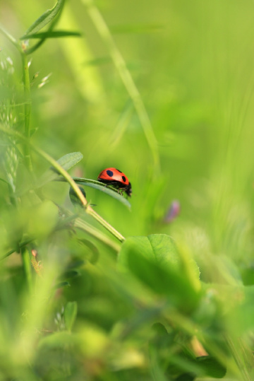 Ladybug