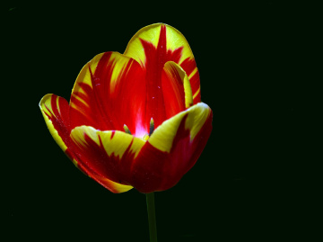TULPE