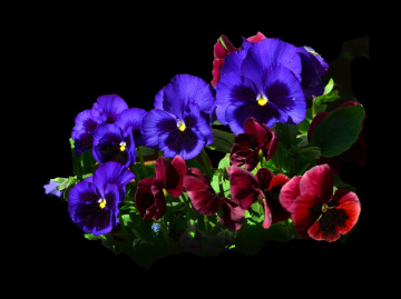 BLÜTEN