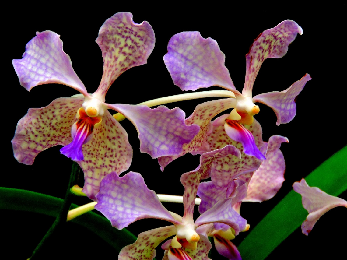 Orquídeas