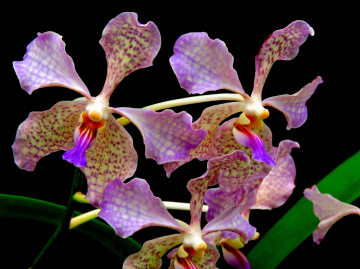 Orquídeas