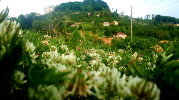 Ordu da bir köy mahallesi