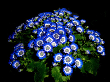 BLÜTEN