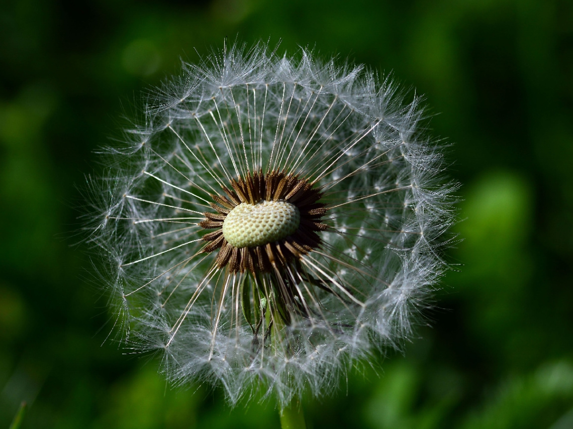 PUSTEBLUME