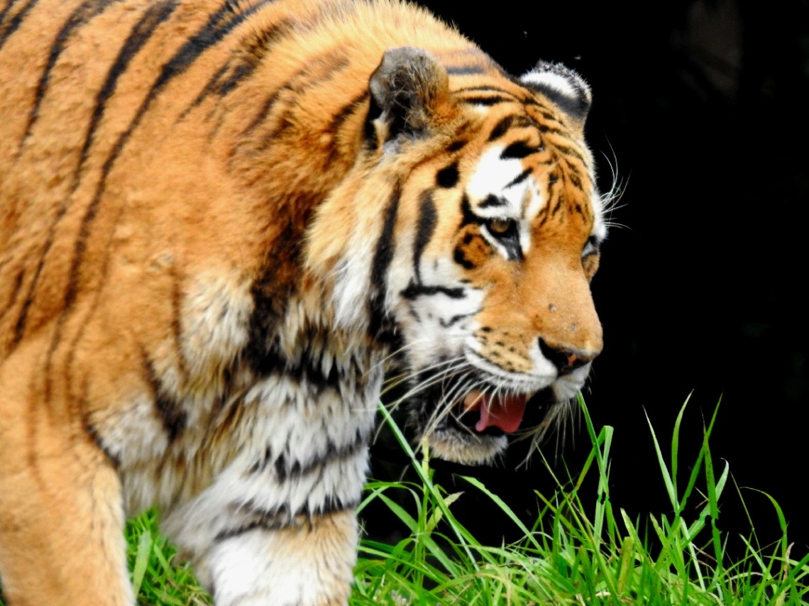 Tigre