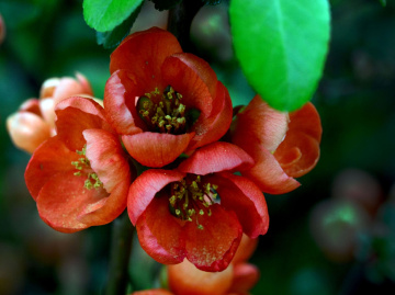 BLÜTEN