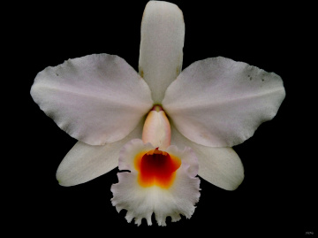 Cattleya
