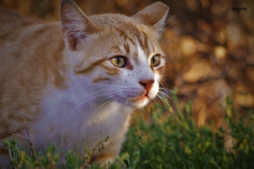 kedi