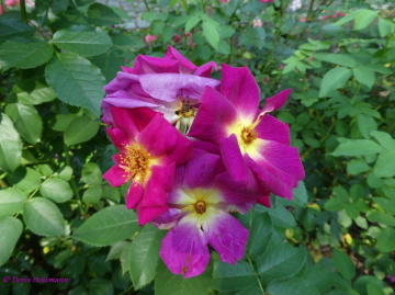 Blüten