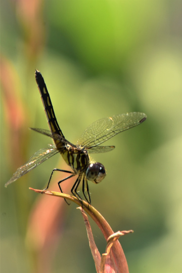 Female Blue Dasher Dragonfly