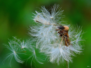 Gone with the Wind...
