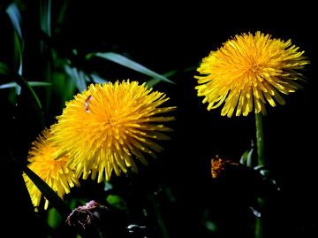 BLÜTEN