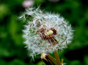PUSTEBLUME