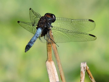 LibélulaL azul