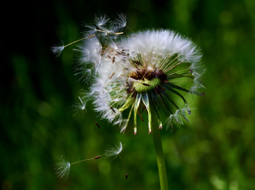 PUSTEBLUME