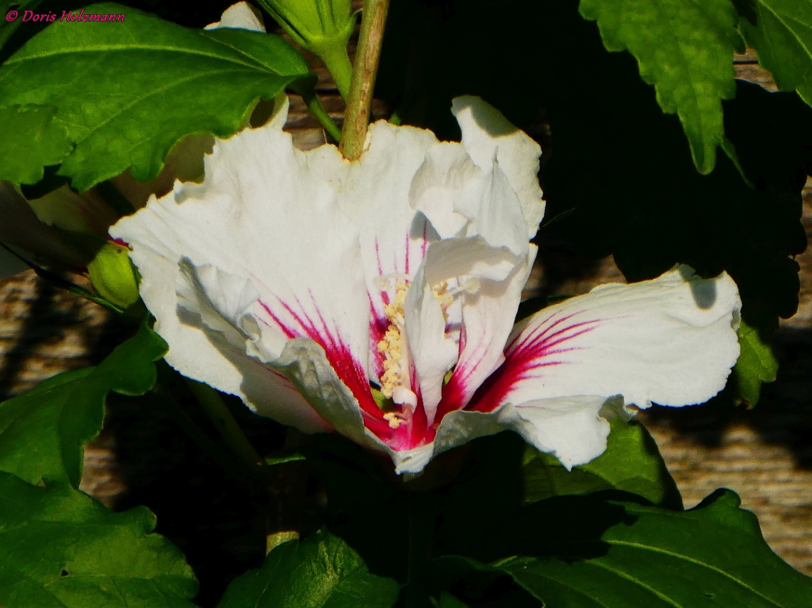 Blüte