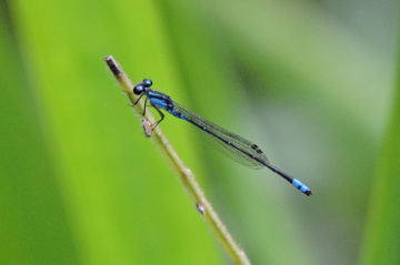 Mini Blue Dragonfly 
