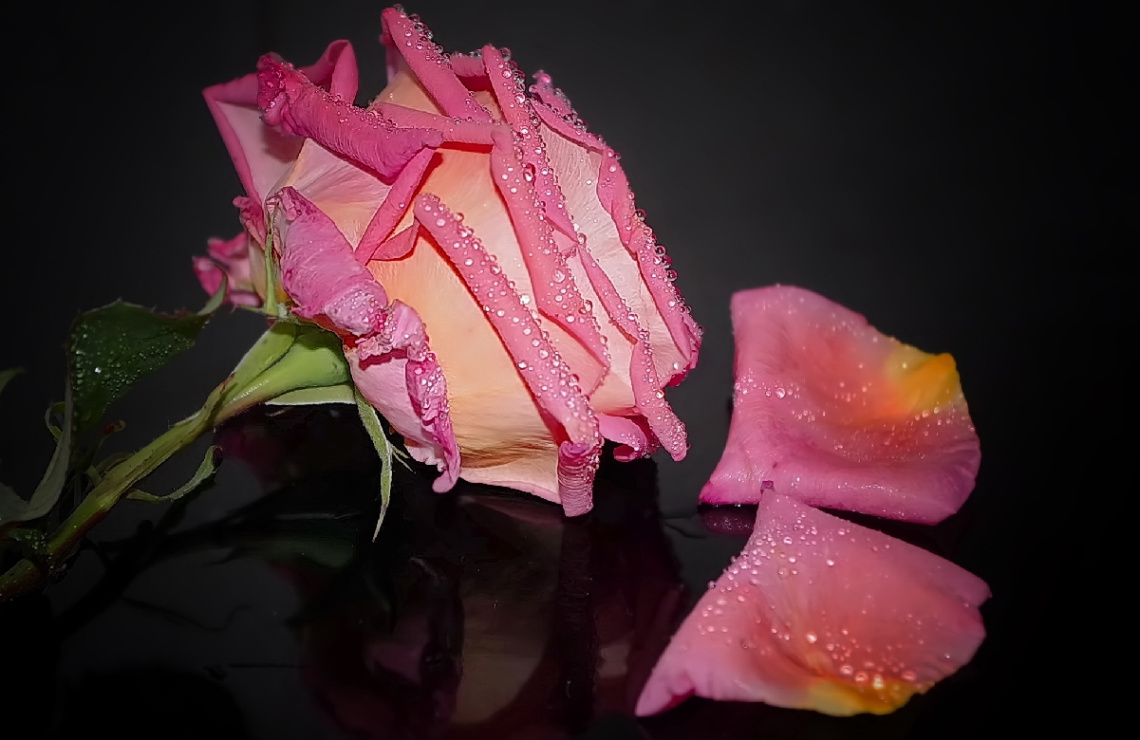 Spring  rose