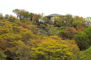 New leaves