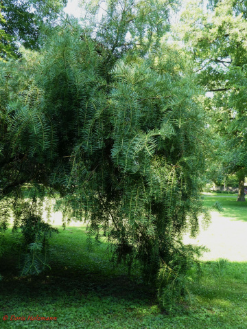 Grün