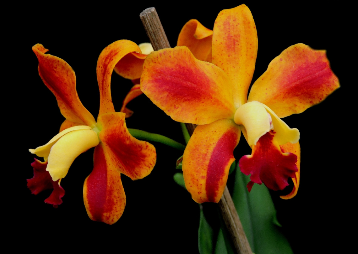 Orchids 