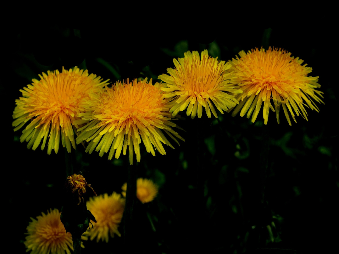 BLÜTEN