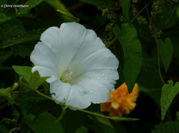 Blüte