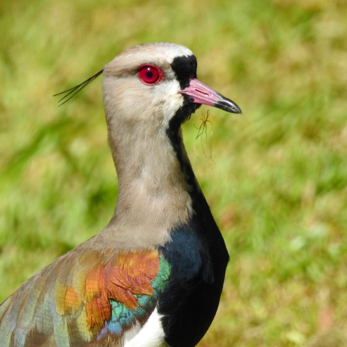 Quero-quero (Vanellus chilensis) 