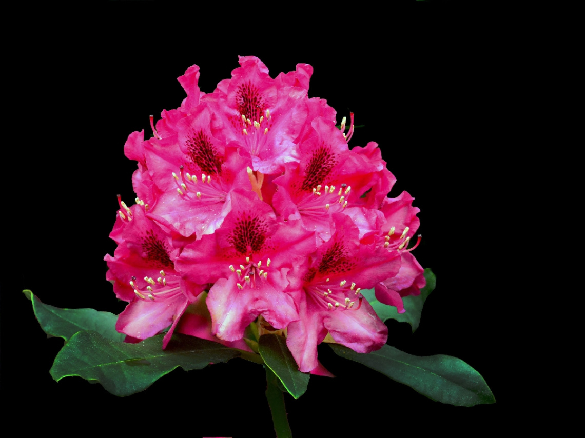 RHODODENDRON