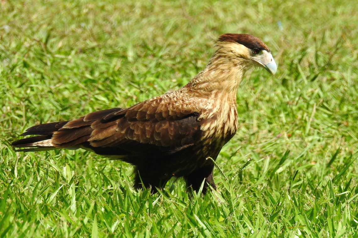 Carcará Falco