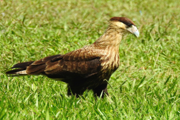 Carcará Falco