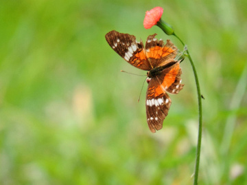 Delicate 