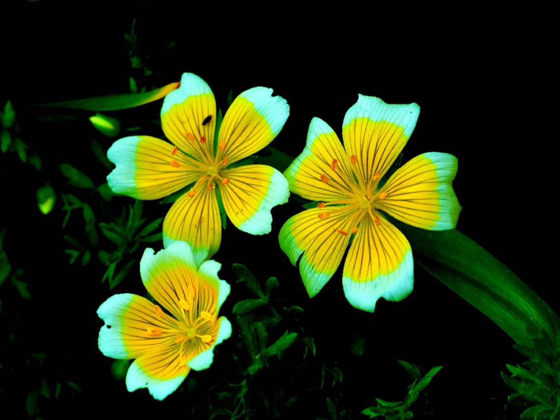 BLÜTEN