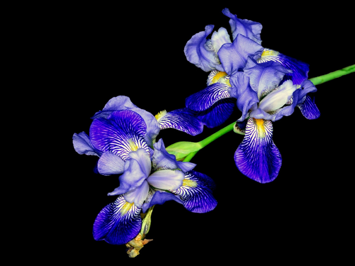 BLÜTEN