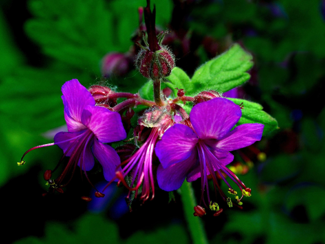 BLÜTEN