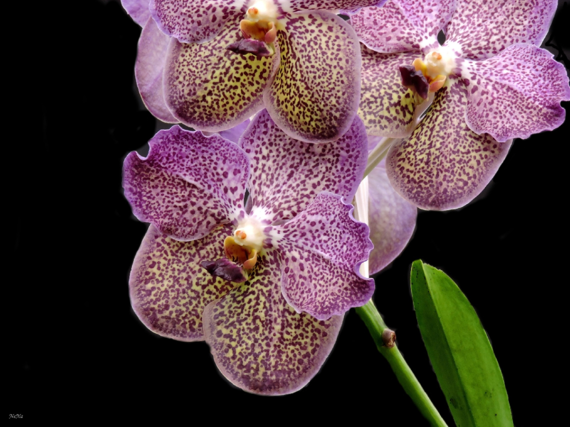 Vandeae orchid