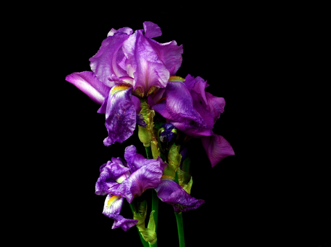 BLÜTEN