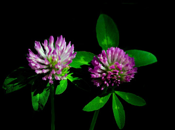 BLÜTEN
