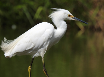 Garça branca pequena 