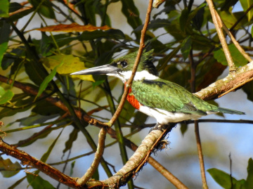 Green Kingfisher