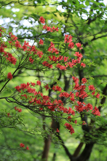 Blossom of May